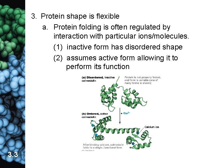3. Protein shape is flexible a. Protein folding is often regulated by interaction with