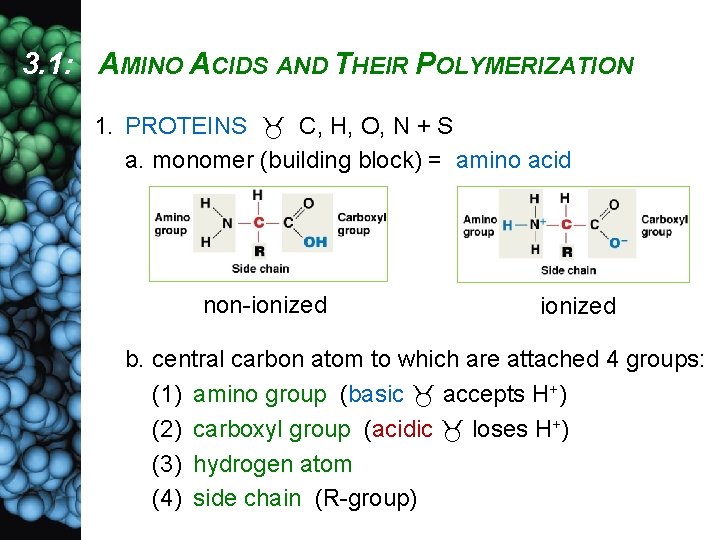 3. 1: AMINO ACIDS AND THEIR POLYMERIZATION 1. PROTEINS C, H, O, N +