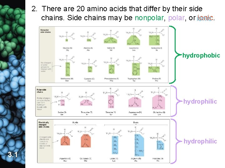 2. There are 20 amino acids that differ by their side chains. Side chains