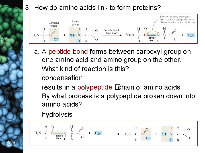 3. How do amino acids link to form proteins? a. A peptide bond forms