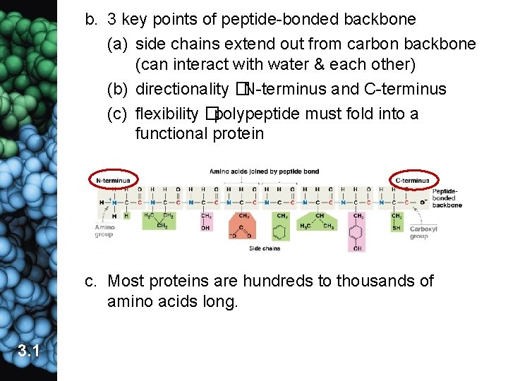 b. 3 key points of peptide-bonded backbone (a) side chains extend out from carbon