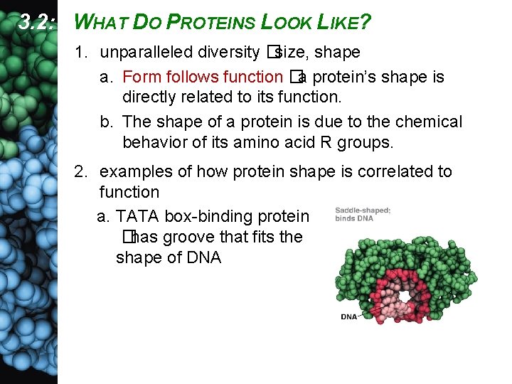 3. 2: WHAT DO PROTEINS LOOK LIKE? 1. unparalleled diversity �size, shape a. Form