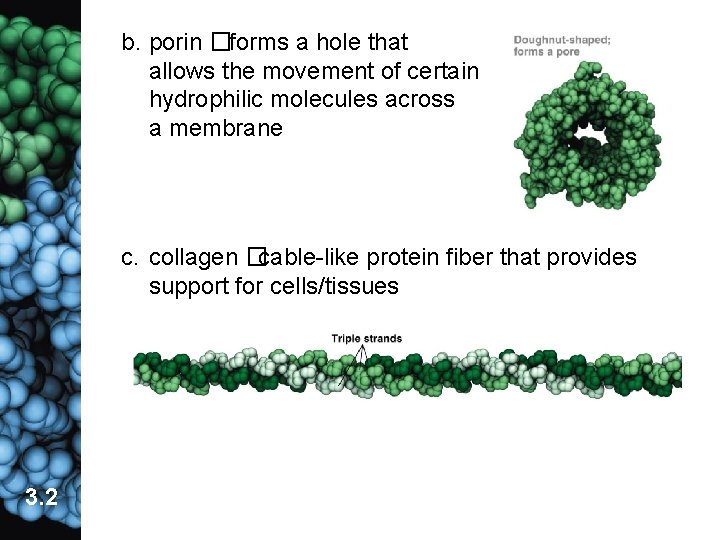 b. porin �forms a hole that allows the movement of certain hydrophilic molecules across