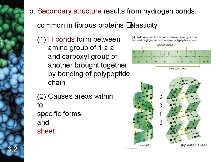 b. Secondary structure results from hydrogen bonds. common in fibrous proteins �elasticity (1) H