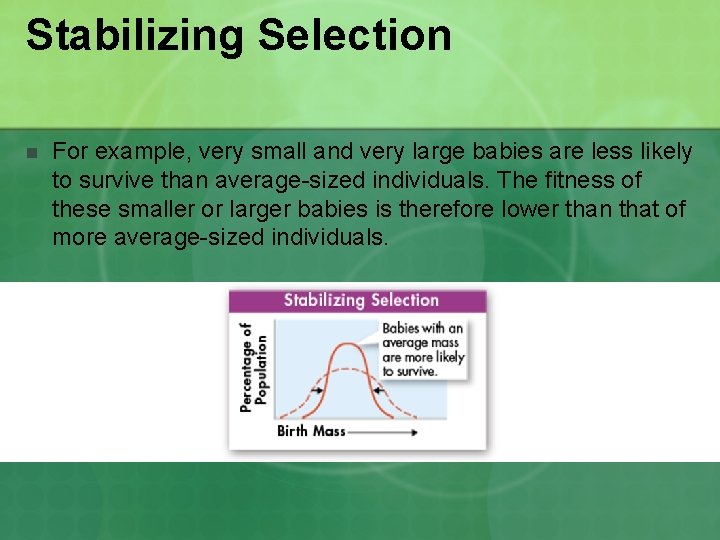 Stabilizing Selection n For example, very small and very large babies are less likely Stabilizing Selection n For example, very small and very large babies are less likely