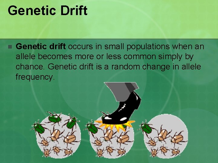 Genetic Drift n Genetic drift occurs in small populations when an allele becomes more Genetic Drift n Genetic drift occurs in small populations when an allele becomes more