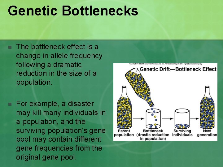 Genetic Bottlenecks n The bottleneck effect is a change in allele frequency following a Genetic Bottlenecks n The bottleneck effect is a change in allele frequency following a
