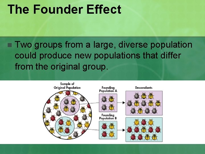 The Founder Effect n Two groups from a large, diverse population could produce new The Founder Effect n Two groups from a large, diverse population could produce new