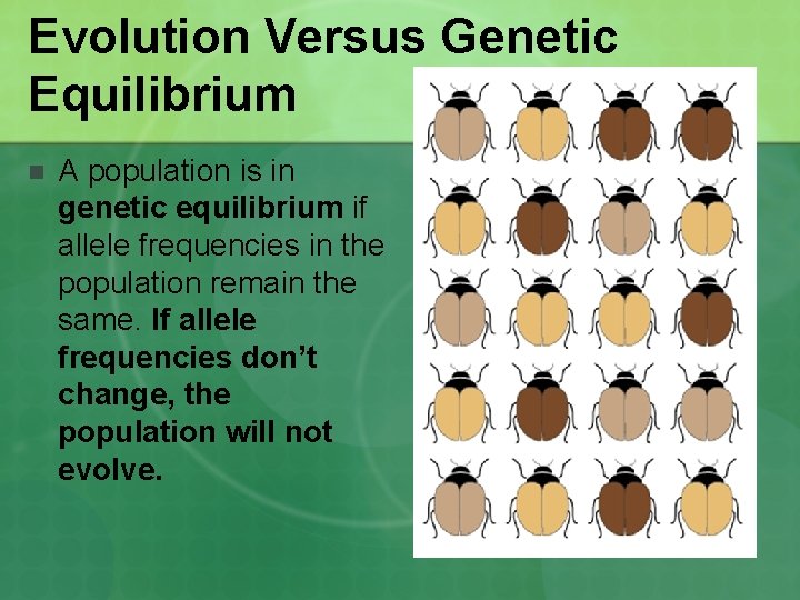 Evolution Versus Genetic Equilibrium n A population is in genetic equilibrium if allele frequencies Evolution Versus Genetic Equilibrium n A population is in genetic equilibrium if allele frequencies
