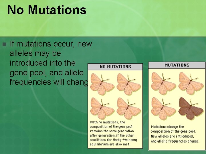 No Mutations n If mutations occur, new alleles may be introduced into the gene No Mutations n If mutations occur, new alleles may be introduced into the gene
