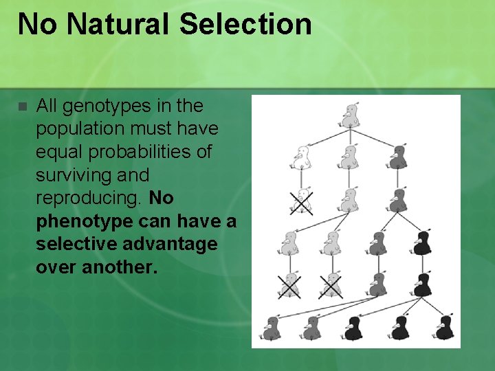 No Natural Selection n All genotypes in the population must have equal probabilities of No Natural Selection n All genotypes in the population must have equal probabilities of