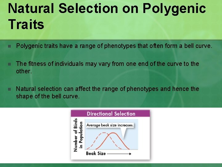 Natural Selection on Polygenic Traits n Polygenic traits have a range of phenotypes that Natural Selection on Polygenic Traits n Polygenic traits have a range of phenotypes that