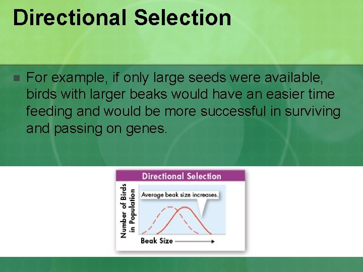 Directional Selection n For example, if only large seeds were available, birds with larger Directional Selection n For example, if only large seeds were available, birds with larger