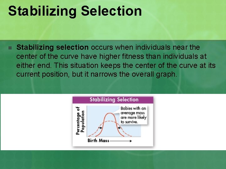 Stabilizing Selection n Stabilizing selection occurs when individuals near the center of the curve Stabilizing Selection n Stabilizing selection occurs when individuals near the center of the curve