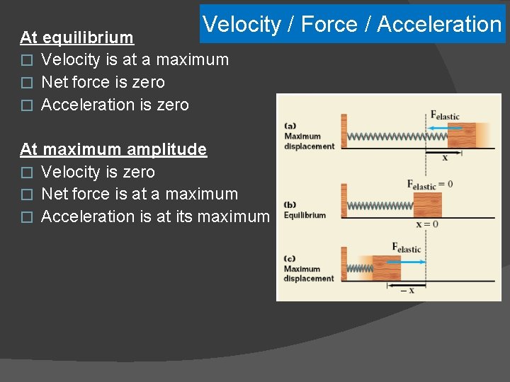 Velocity / Force / Acceleration At equilibrium � Velocity is at a maximum �