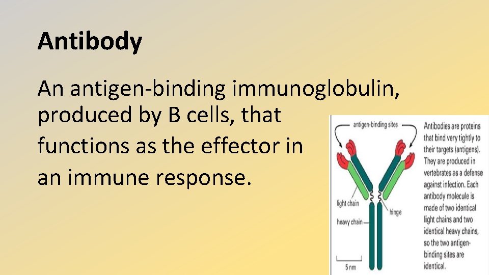 Antibody An antigen-binding immunoglobulin, produced by B cells, that functions as the effector in