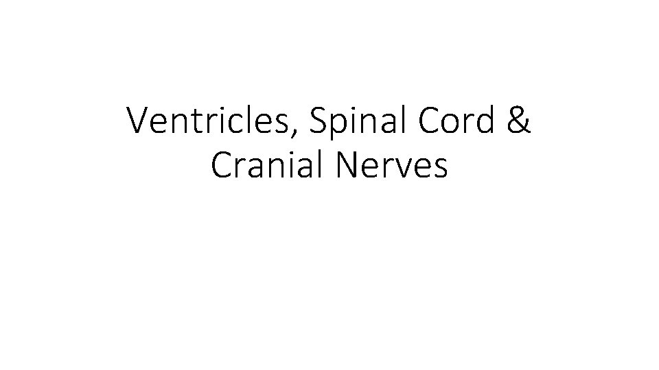 Ventricles, Spinal Cord & Cranial Nerves 