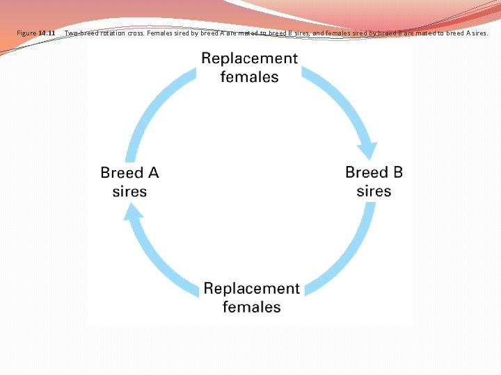 Figure 14. 11 Two-breed rotation cross. Females sired by breed A are mated to Figure 14. 11 Two-breed rotation cross. Females sired by breed A are mated to