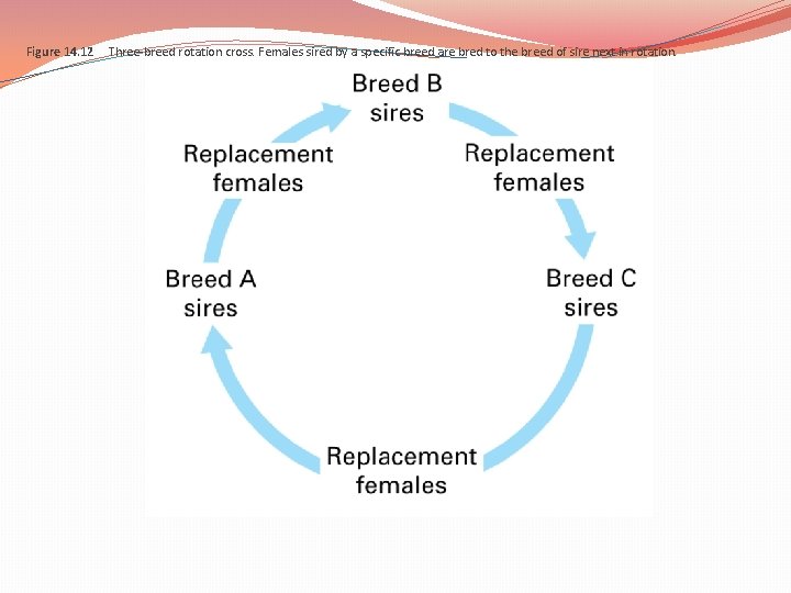 Figure 14. 12 Three-breed rotation cross. Females sired by a specific breed are bred Figure 14. 12 Three-breed rotation cross. Females sired by a specific breed are bred