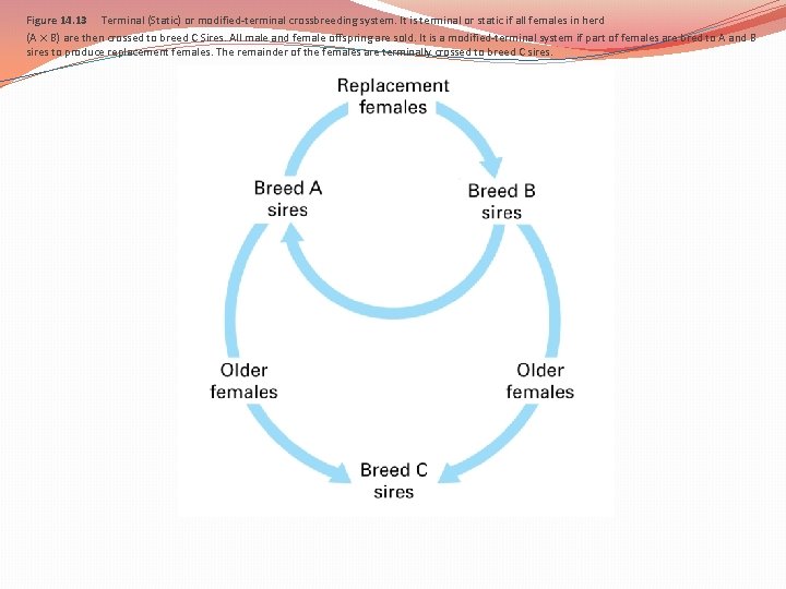 Figure 14. 13 Terminal (Static) or modified-terminal crossbreeding system. It is terminal or static Figure 14. 13 Terminal (Static) or modified-terminal crossbreeding system. It is terminal or static