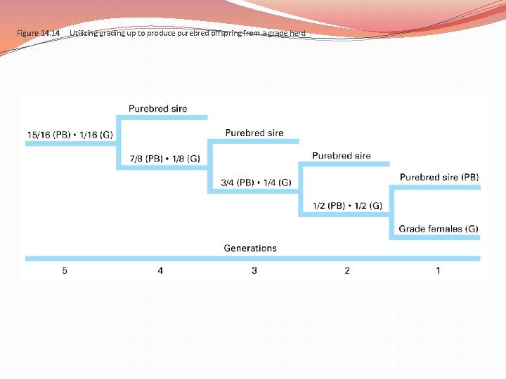 Figure 14. 14 Utilizing grading up to produce purebred offspring from a grade herd. Figure 14. 14 Utilizing grading up to produce purebred offspring from a grade herd.
