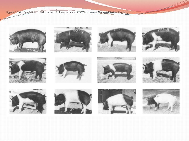 Figure 13. 4 Variation in belt pattern in Hampshire swine. Courtesy of National Swine Figure 13. 4 Variation in belt pattern in Hampshire swine. Courtesy of National Swine