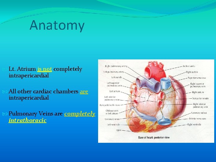 Anatomy Lt. Atrium is not completely intrapericardial All other cardiac chambers are intrapericardial Pulmonary