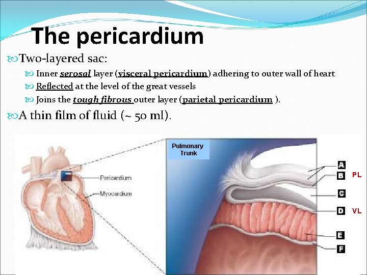 The pericardium Two-layered sac: Inner serosal layer (visceral pericardium) adhering to outer wall of