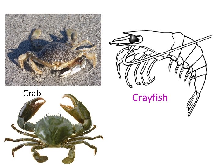 Crab Crayfish 