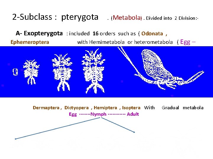 2 -Subclass : pterygota . (Metabola). Divided into 2 Division: - A- Exopterygota :