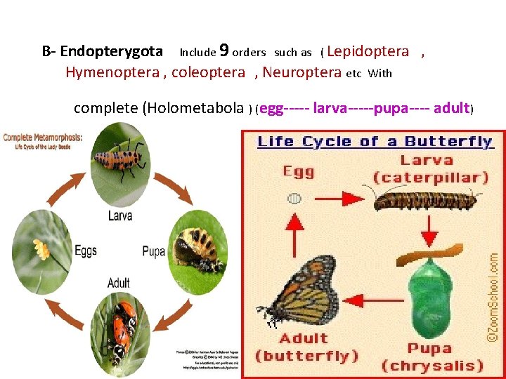 B- Endopterygota Include 9 orders such as ( Lepidoptera , Hymenoptera , coleoptera ,