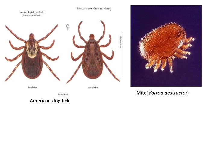 Mite(Varroa destructor) American dog tick 