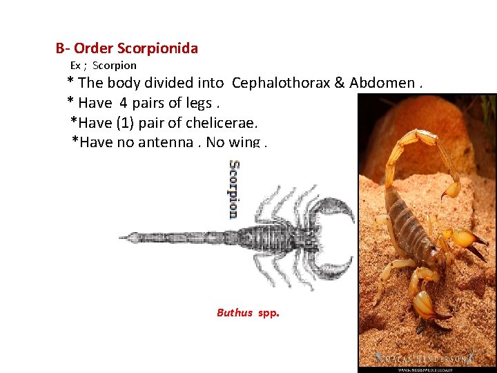 B- Order Scorpionida Ex ; Scorpion * The body divided into Cephalothorax & Abdomen.