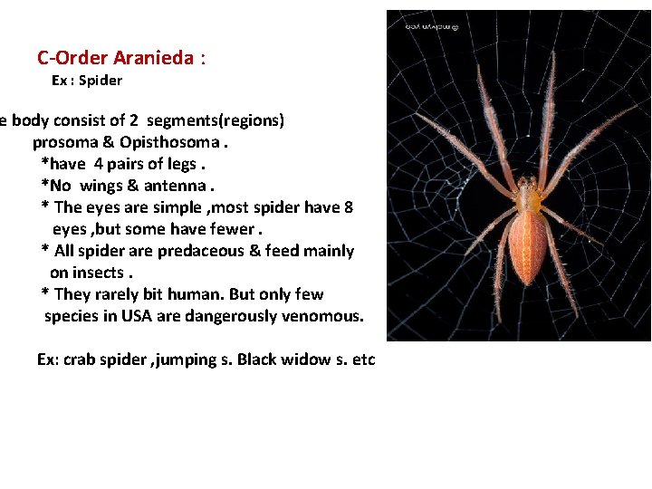 C-Order Aranieda : Ex : Spider e body consist of 2 segments(regions) prosoma &