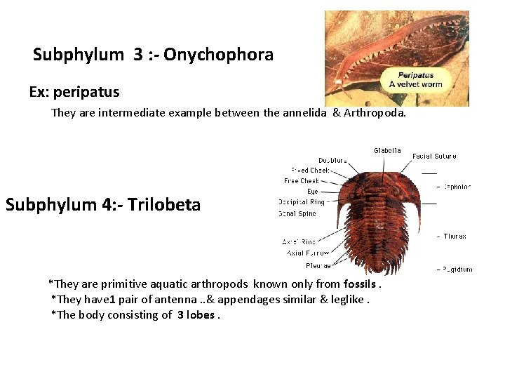 Subphylum 3 : - Onychophora Ex: peripatus They are intermediate example between the annelida