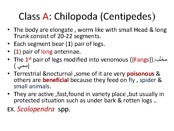 Class A: Chilopoda (Centipedes) • The body are elongate , worm like with small