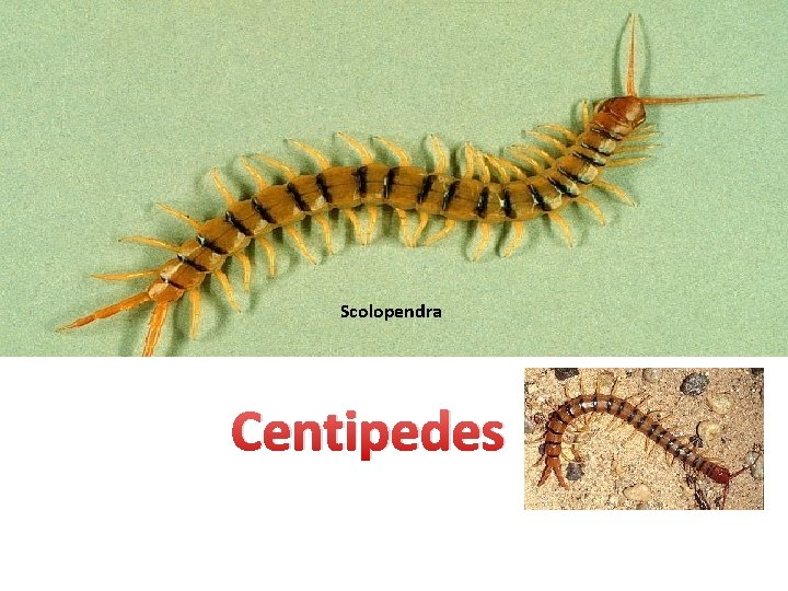 Scolopendra Centipedes 