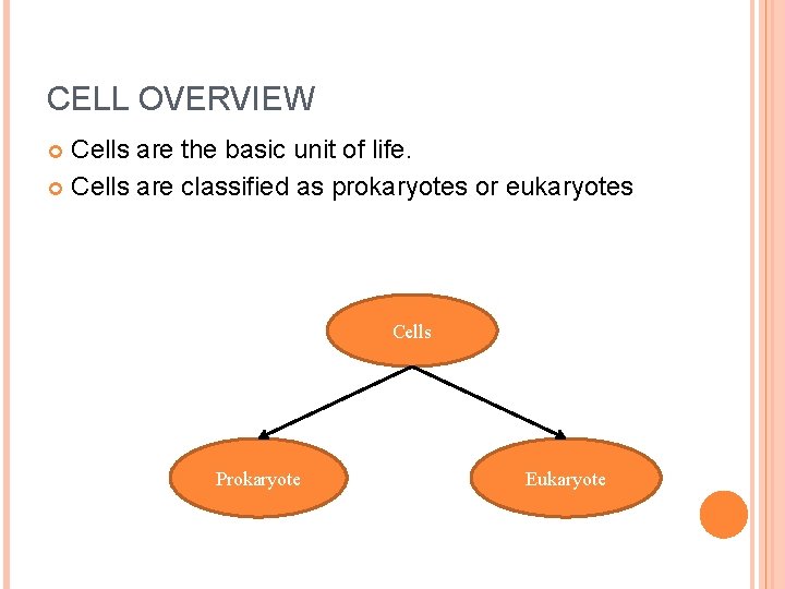 CELL OVERVIEW Cells are the basic unit of life. Cells are classified as prokaryotes