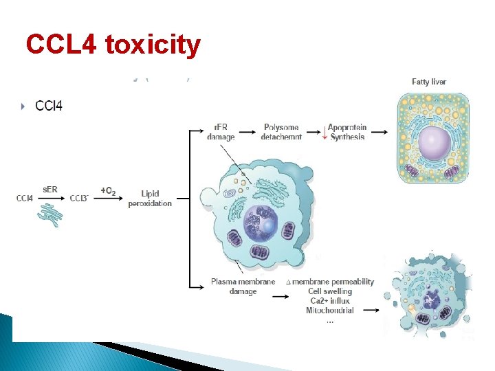 CCL 4 toxicity 