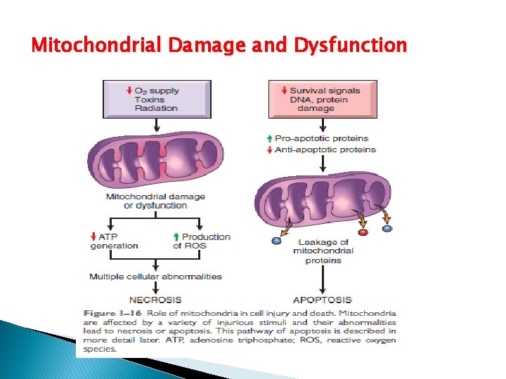 Mitochondrial Damage and Dysfunction 