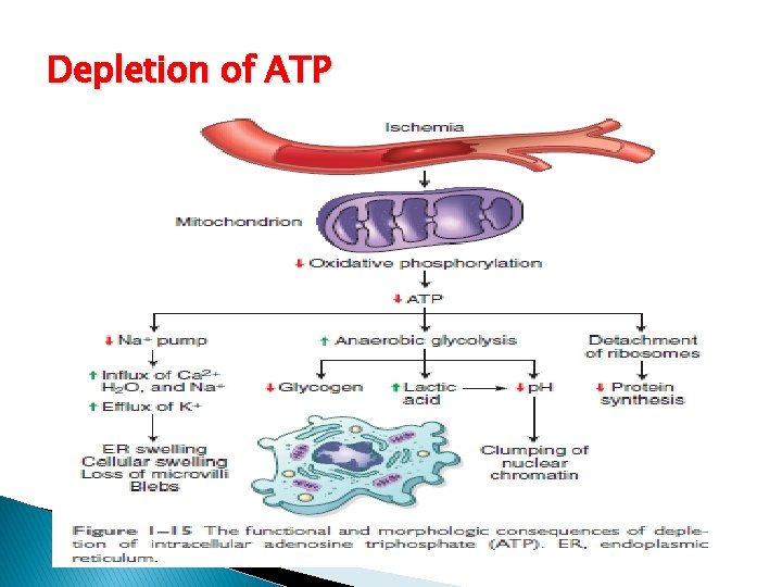 Depletion of ATP 