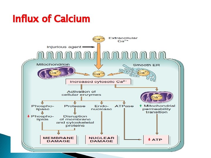 Influx of Calcium 