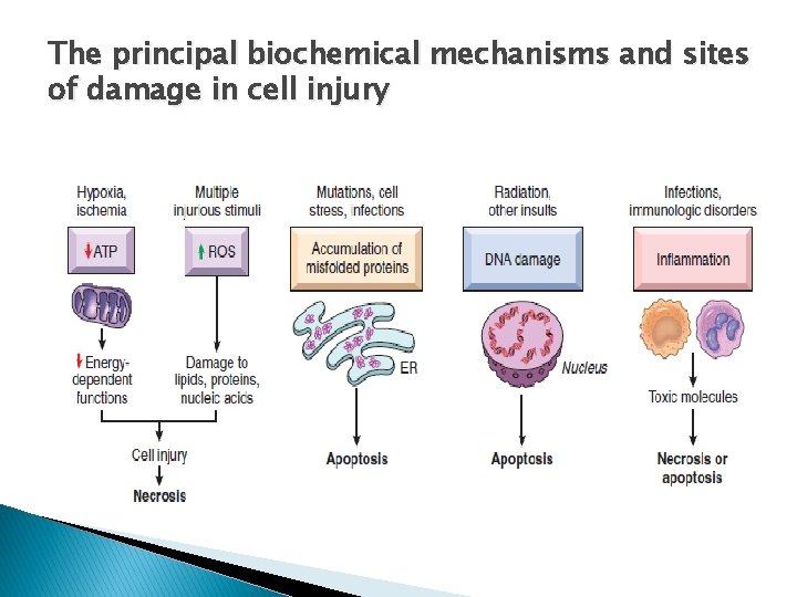 The principal biochemical mechanisms and sites of damage in cell injury 