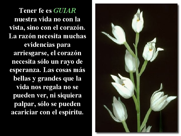 Tener fe es GUIAR nuestra vida no con la vista, sino con el corazón.