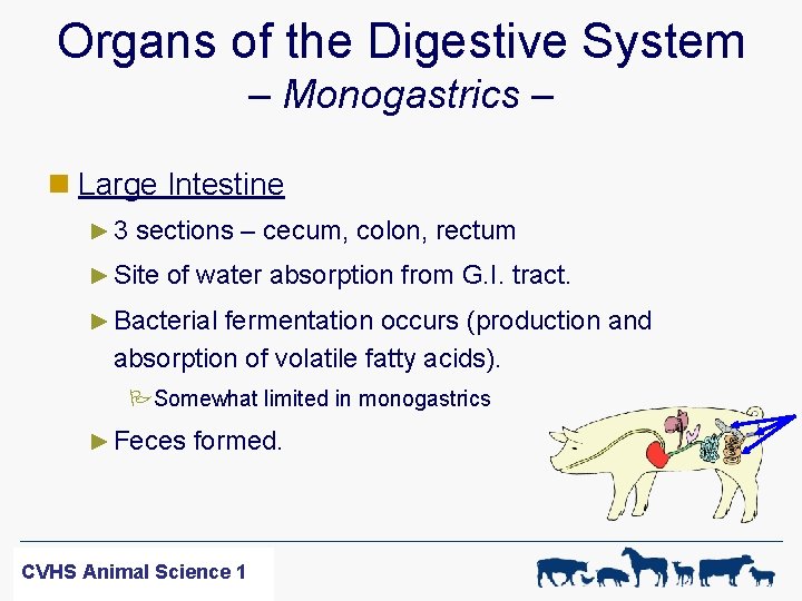 Organs of the Digestive System – Monogastrics – n Large Intestine ► 3 sections