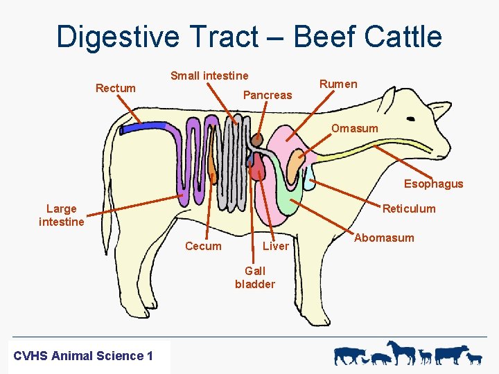Digestive Tract – Beef Cattle Small intestine Rectum Pancreas Rumen Omasum Esophagus Reticulum Large