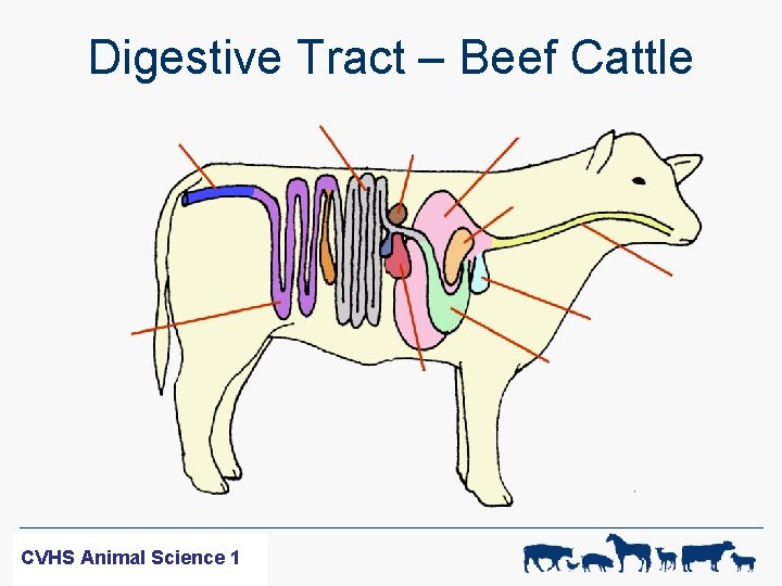 Digestive Tract – Beef Cattle WF-R SCIENCE CVHS Animal 1 CVHS ANIMAL Animal Science