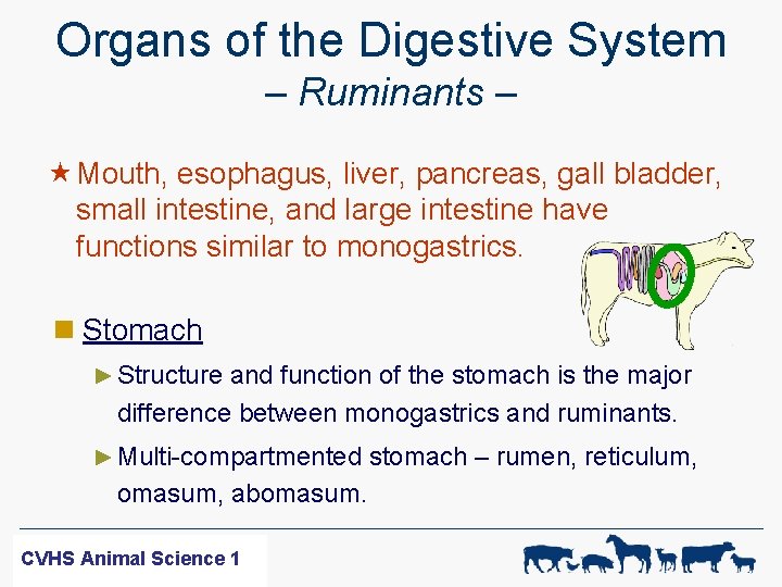 Organs of the Digestive System – Ruminants – « Mouth, esophagus, liver, pancreas, gall