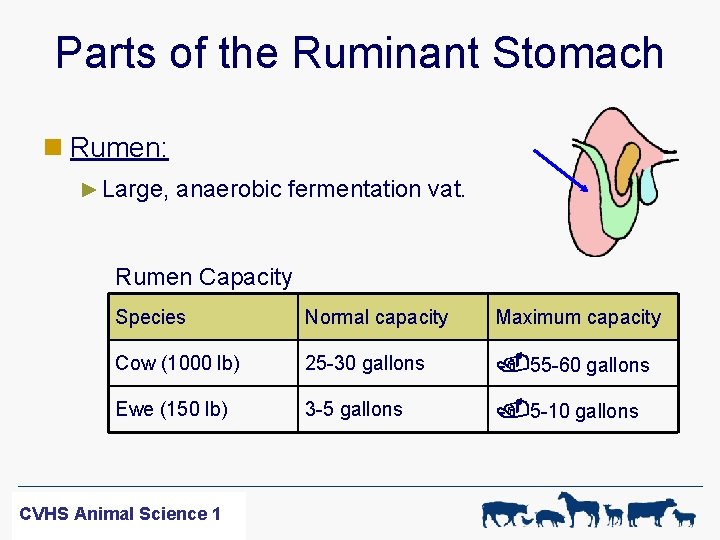 Parts of the Ruminant Stomach n Rumen: ► Large, anaerobic fermentation vat. Rumen Capacity