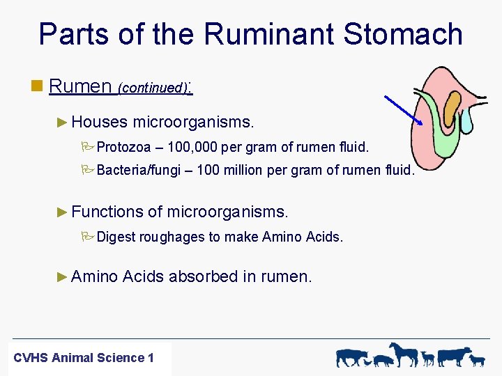 Parts of the Ruminant Stomach n Rumen (continued): ► Houses microorganisms. PProtozoa – 100,